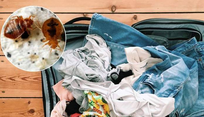 نیش ساس؛ درمان و پیشگیری