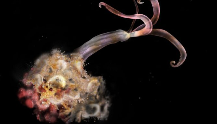 این «کرم‌های زامبی»، استخوان‌های موجود در اعماق اقیانوس‌ها را می‌خورند!