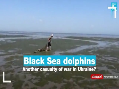 دلفین‌های در دریای سیاه قربانی تهاجم روسیه به اوکراین