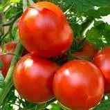 مبارزه بیولوژیک در مزارع گوجه‌فرنگی و ذرت همدان