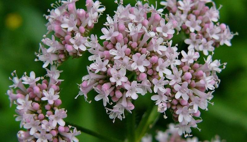 4 گیاه که دشمن استرس هستند  