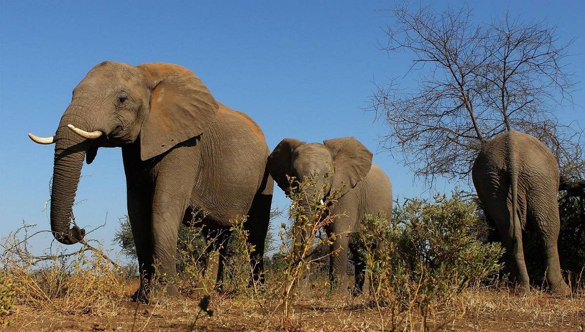 وقتی فیل ها دوش می گیرند!