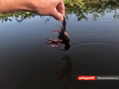 جسارت ماهی در گرفتن طعمه از دست انسان