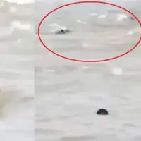 نجات یک کودک از غرق شدن در رودخانه پر از تمساح!