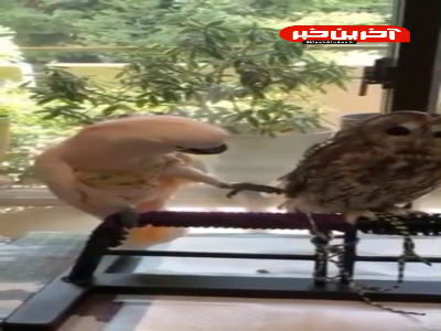 وقتی به بچه‌ی فامیل رو میدی!