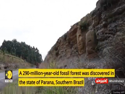 کشف یک جنگل عجیب ۲۹۰ میلیون ساله در برزیل