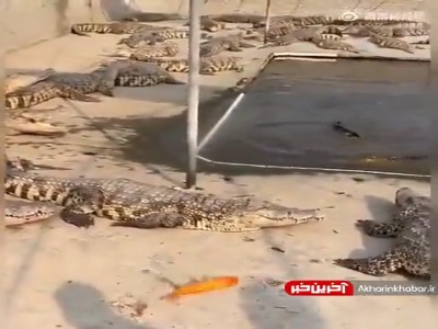 عجب تمساح کم شانسی بود