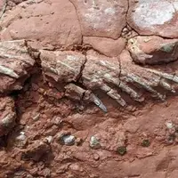 کشف فسیل جانوری ناشناخته قدیمی‌تر از دایناسورها!