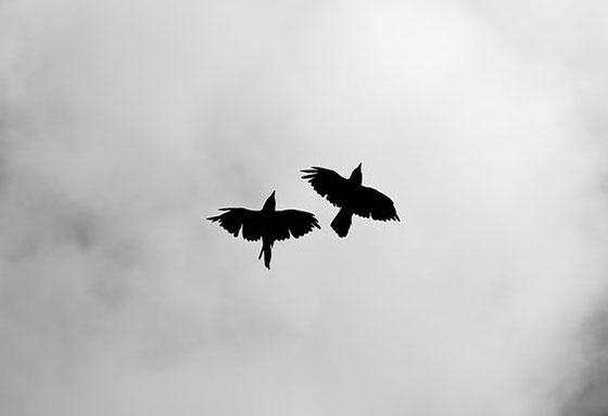 هوای تازه/ پرواز کن و پریدن آموز