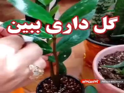 عاشقان گلدان های آپارتمانی ببینند
