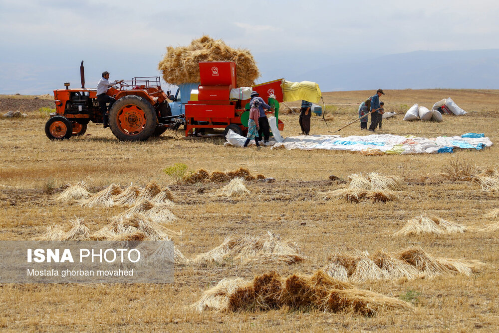 عکس/ برداشت استراتژیک‌ترین محصول کشاورزی در شهرستان اهر