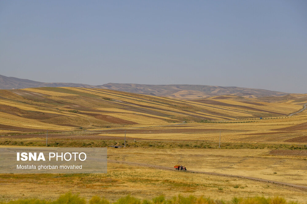 عکس/ برداشت استراتژیک‌ترین محصول کشاورزی در شهرستان اهر