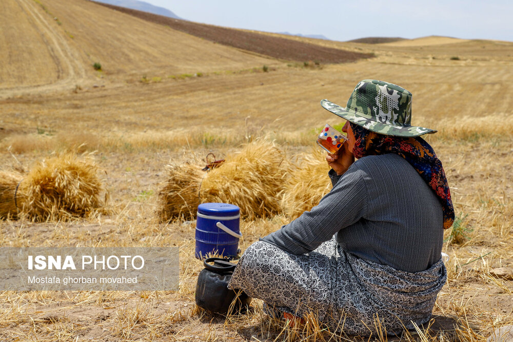 عکس/ برداشت استراتژیک‌ترین محصول کشاورزی در شهرستان اهر