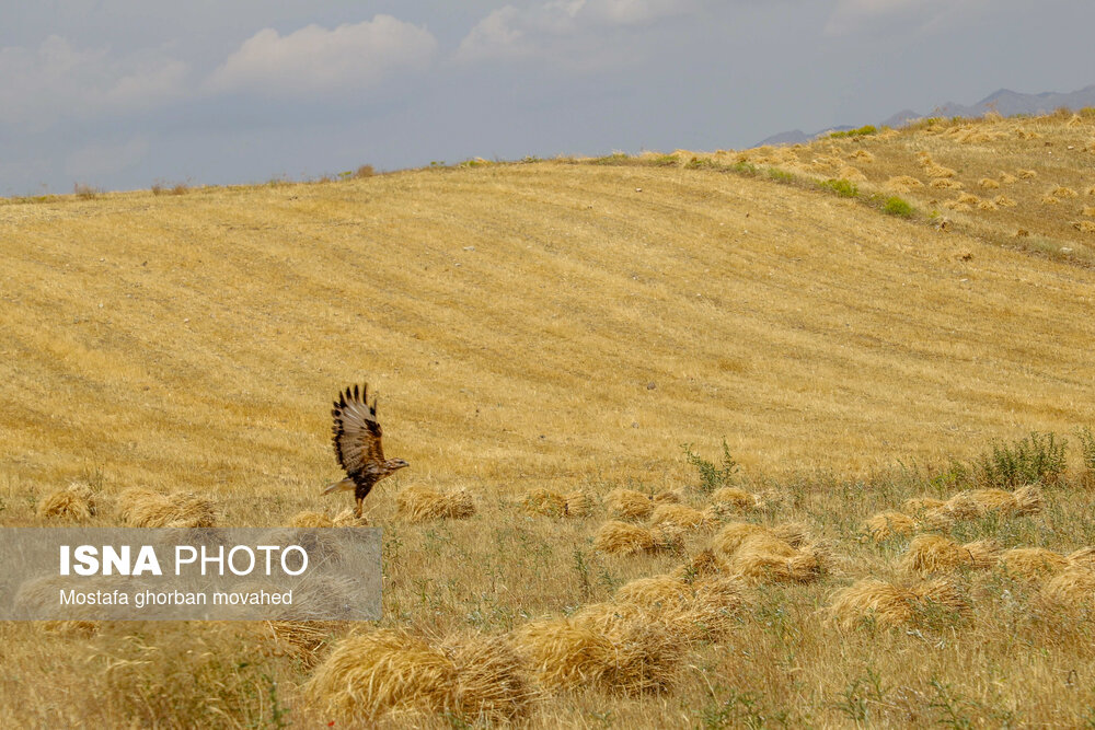 عکس/ برداشت استراتژیک‌ترین محصول کشاورزی در شهرستان اهر