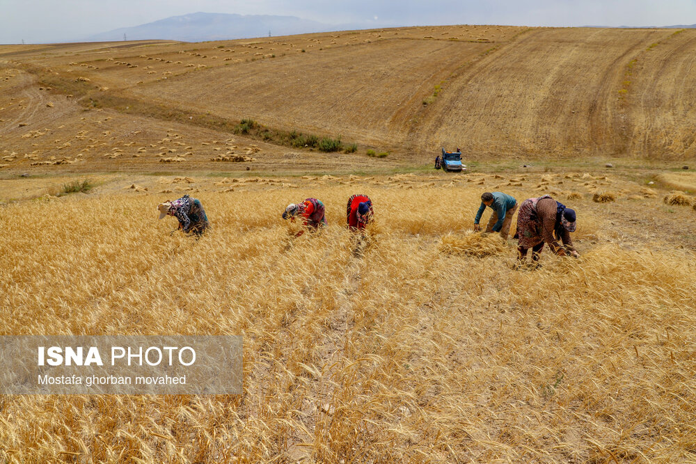 عکس/ برداشت استراتژیک‌ترین محصول کشاورزی در شهرستان اهر