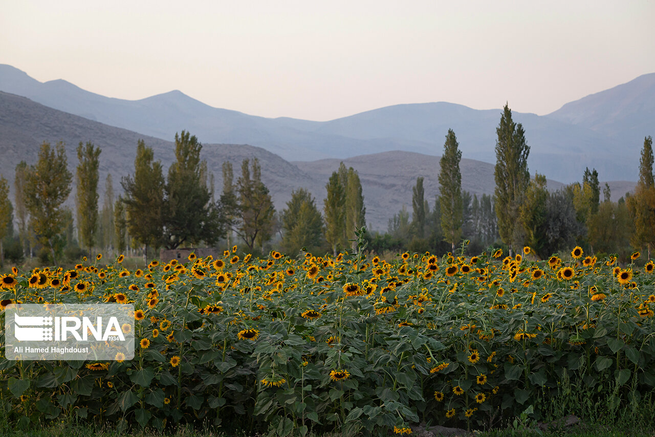 عکس/ برداشت تخمه آفتابگردان در شهرستان خوی