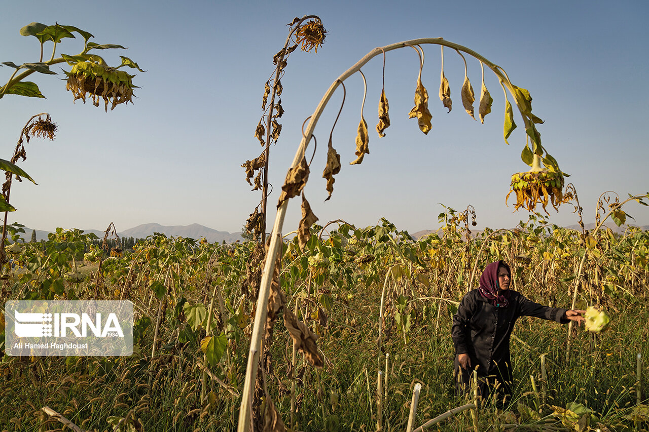 عکس/ برداشت تخمه آفتابگردان در شهرستان خوی