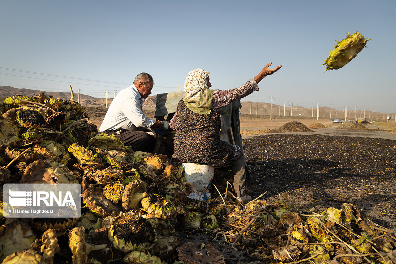 عکس/ برداشت تخمه آفتابگردان در شهرستان خوی