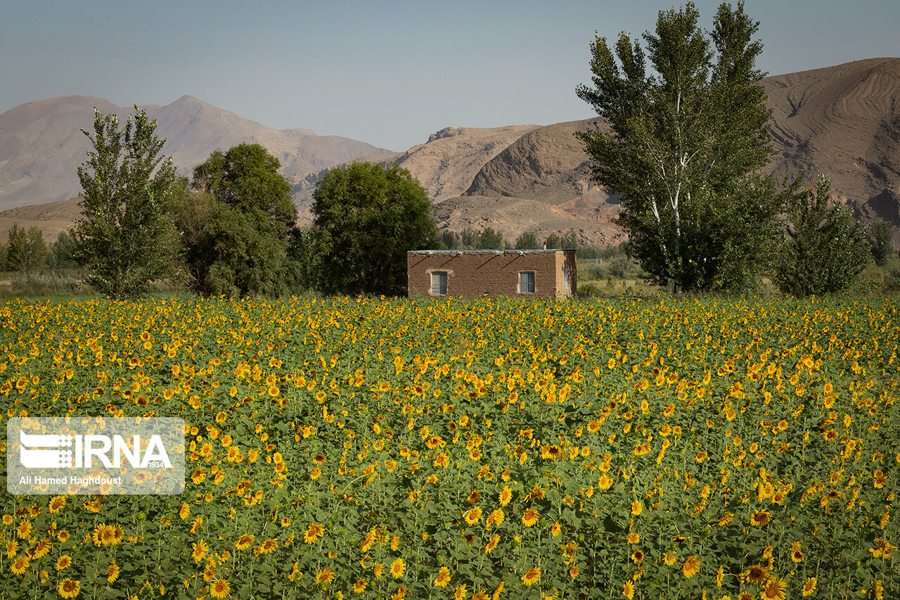 عکس/ برداشت تخمه آفتابگردان در شهرستان خوی