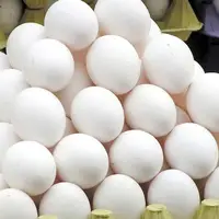 تخم مرغ گران می شود!
