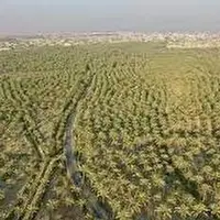 خشکسالی و کاهش کیفیت منابع آب، مهمترین مشکل نخیلات بوشهر
