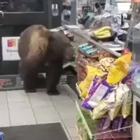قناعت یک خرس در دزدی از مغازه؛ فقط یک بسته!