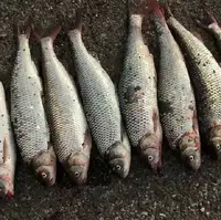 آخرین قیمت انواع ماهی در بازار  