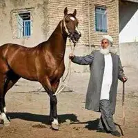 صدور مجوز صادرات اسب از گمرک خراسان شمالی