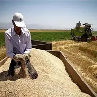 بدهی ۷۴۲ میلیاردی دولت به کشاورزان استان مرکزی