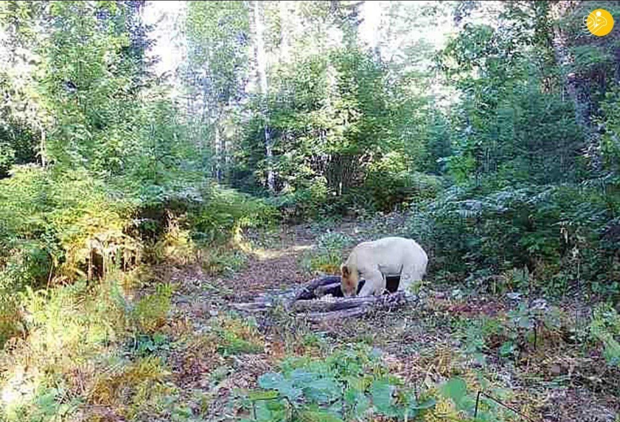 Bear Bore born.