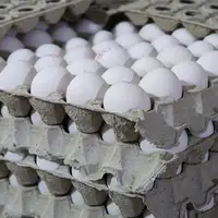 جدیدترین قیمت تخم مرغ در بازار 