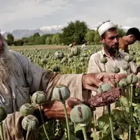طالبان: کشت خشخاش در افغانستان به صفر رسیده است