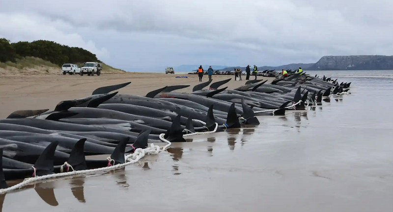 تلف شدن نهنگ ها در ساحل تاسمانی استرالیا