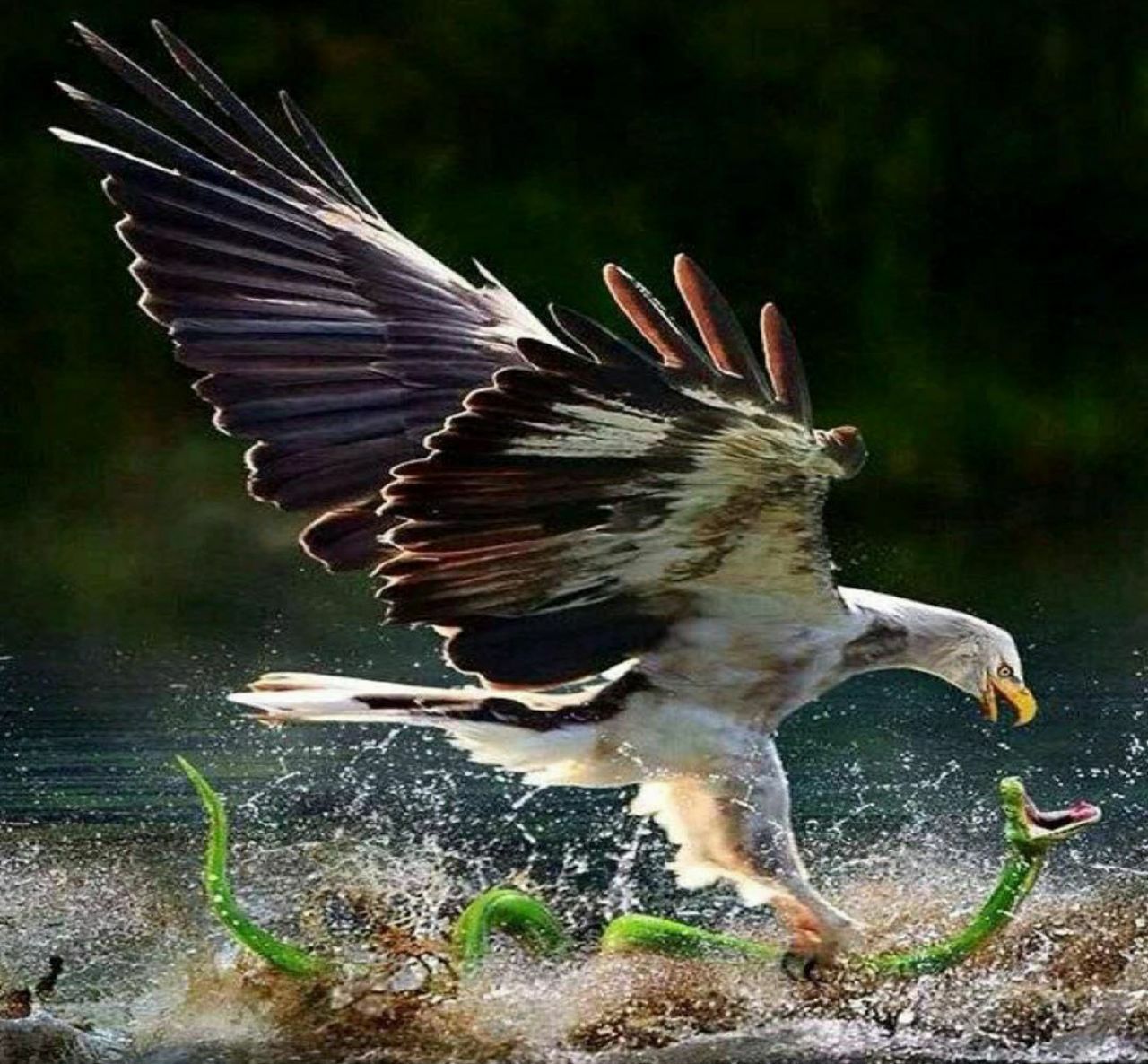 تصویر تماشایی از شکار مار توسط عقاب
