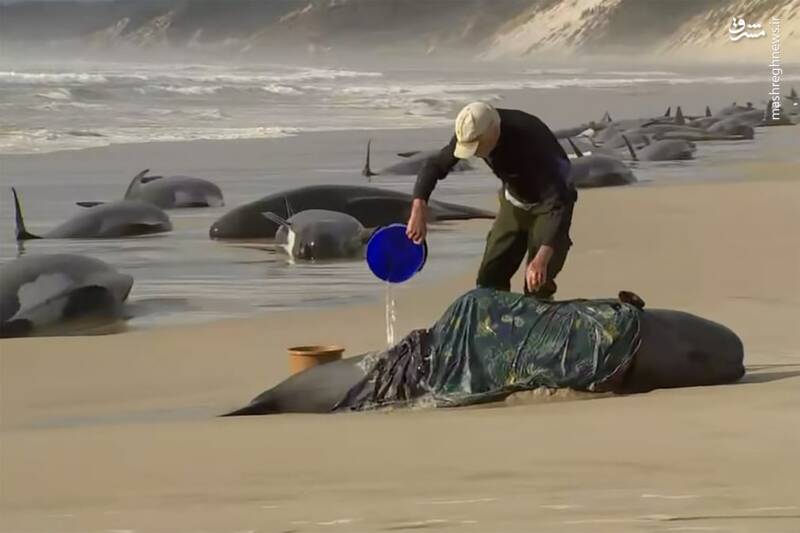 تلف شدن نهنگ‌ها در ساحل