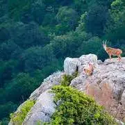 ویدئویی زیبا از پارک ملی کیاسر
