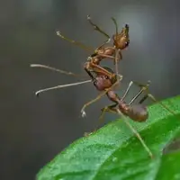 چرا مورچه ها اجساد سایر مورچه های مرده را از لانه بیرون می برند؟  