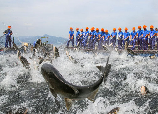  کشیدن تور ماهیگیری از دریاچه ای در چین