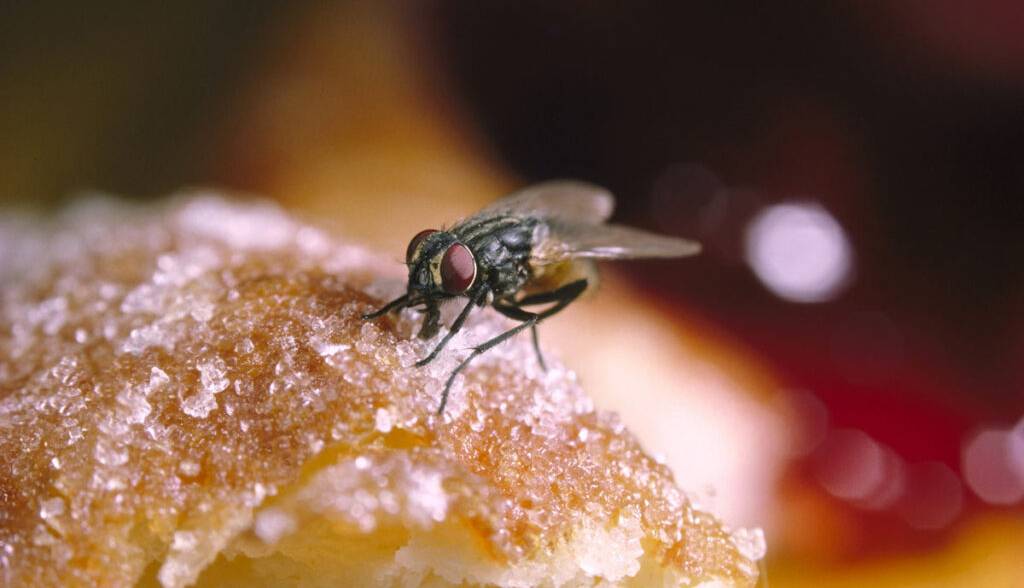 مگس‌ها می‌توانند با استفراغ کردن روی مواد غذایی، خطرناک‌تر از انتظارات ما باشند