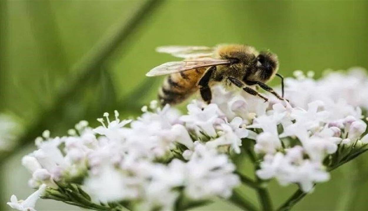 درمان سرطان با استفاده از نیش زنبور