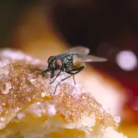مگس‌ها می‌توانند با استفراغ کردن روی مواد غذایی، خطرناک‌تر از انتظارات ما باشند