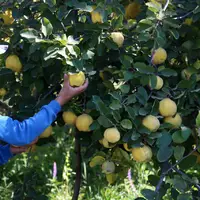 برداشت بیش از ۷۲ هزار تن انواع میوه از باغات بروجرد 