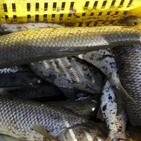 اشتغال ۳۷۰ نفر به صید ماهی در دریاچه سد ارس پلدشت