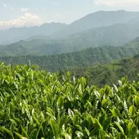 برداشت بیش از ۹۳ هزار تن برگ سبز چای در گیلان و مازندران