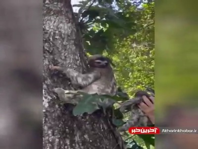 گم شدن بچه تنبل...