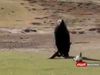 لحظه شکار پنگوئن توسط شیر دریایی در خشکی