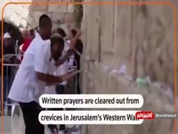 بیرون کشیدن کاغذهاى دعا از دیوار ندبه در بیت المقدس