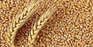 پرداخت کامل مطالبات گندمکاران استان همدان