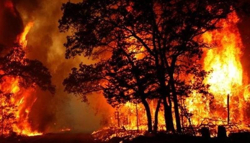سوختن ۸۶۷ هکتار از جنگل‌های ایران در آتش تابستان 