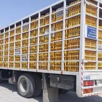 توقیف بیش از دو هزار قطعه مرغ قاچاق در بیرجند